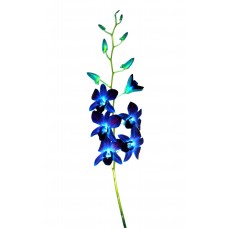 Dendrobium Tinted - Caesar Blue